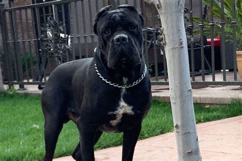 cane corso for sale near me